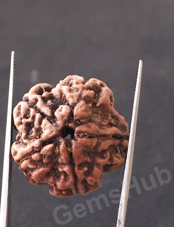 5 Mukhi Natural Certified Rudraksha Size- 21.7 mm Premium Quality